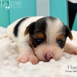 Hayes - Black and white male Companion Cross puppy in Scottsdale, Arizona from Lil Luxe Pups