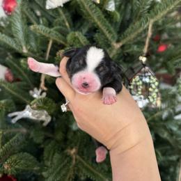 Neil - Black tri male Miniature Australian Shepherd puppy in Goldsboro, North Carolina from Maple Ridge Farm
