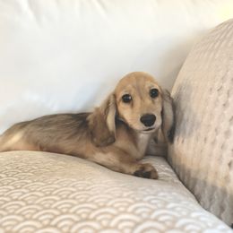 Miny 5000dollars - Cream male Dachshund puppy in Crystal, Michigan from Mare-bella Dachshunds