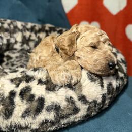 Black Collar - Apricot female Goldendoodle puppy in Cocoa, Florida from Leopard n Lace Doodles