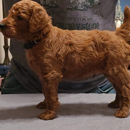 Poodle Puppies from Evening Star Poodles