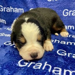 AKC Brown collar - Black rust and white male Bernese Mountain Dog puppy in Comer, Georgia from Water Oak Farm