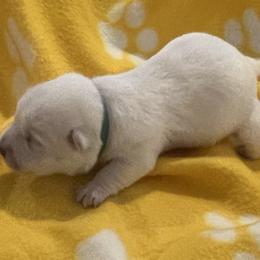 Boy 1 - White West Highland White Terrier puppy in Hurricane, Utah from CC Leslie’s Westie’s