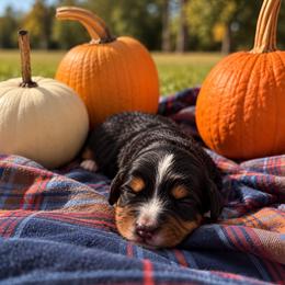 Sweet Potato - Tri-color female Bernedoodle puppy in Travelers Rest, South Carolina from Bernedoodle.do