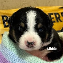 Libbie - Black tri-color female Australian Shepherd puppy in Magee, Mississippi from Paint ByNumbers Ranch