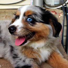 Toy Australian Shepherd Puppies from BearKat Toy Aussies