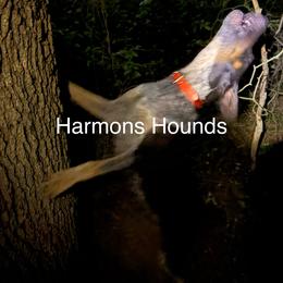 Banjo - Bluetick Coonhound