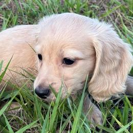 Ramsay - Cream male Dachshund puppy in Lakeland, Florida from Buckwild Doxies