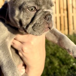 French Bulldog Puppies from Belle Âme Frenchies