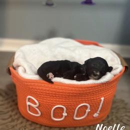Noelle - Black female Goldendoodle puppy in Siesta Key, Florida from Siesta Key Doodles