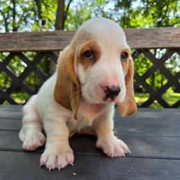 Zeus - Lemon and white male Basset Hound puppy in Denison, Texas from Emma Lou's Baby Bassets