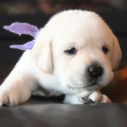 Miss Violet Stormi-Bosley - Yellow female Labrador Retriever puppy in Pasco, Washington from ROCK CREEK LABRADORS