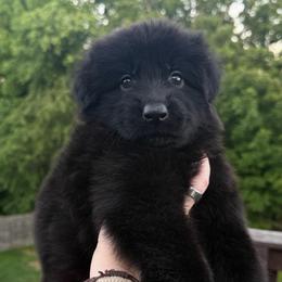Grey - Black female German Shepherd puppy in Tennessee from Chattanooga Tn German Shepherds