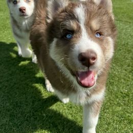 Siberian Husky Puppies from Young Orchard Siberians