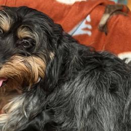 Dachshunds from Shawna's Doxies