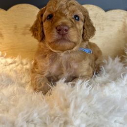 Goldendoodle Puppies from The Doting Doodle