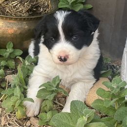 Willie - Black and white male Border Collie puppy in Hesperus, Colorado from I&A Border Collies