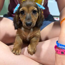 Dolly(AKC) - Red female Dachshund puppy in Mansfield, Missouri from Owens Farm