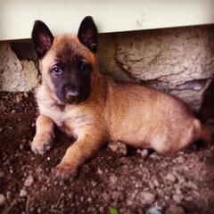 Belgian Malinois, Border Collie, and German Shepherd Puppies from Fairlane Kennels