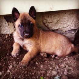 Belgian Malinois, Border Collie, and German Shepherd Puppies from Fairlane Kennels
