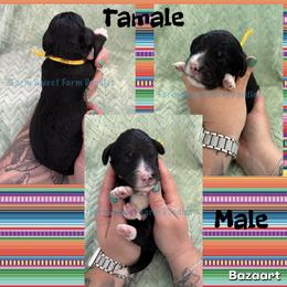 Tamale - Tri-color male Bernedoodle puppy in Godwin, North Carolina from Farm Sweet Farm Doodles