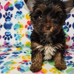 Beau - Liver male Yorkshire Terrier puppy in Dayton, Ohio from Precious Yorkie Babies