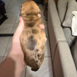 Male 3 - Dapple male Dachshund puppy in Houma, Louisiana from Portier’s Mini Dachshunds