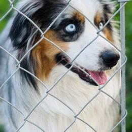 Trigger - Miniature Australian Shepherd