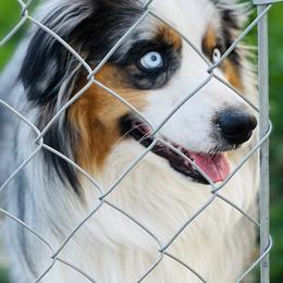 Trigger - Miniature Australian Shepherd