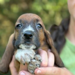 Boy 3 - Red and white male Basset Hound puppy in Lindley, New York from Hill Top Basset Hounds & Cane Corso