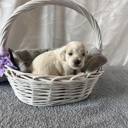 Lavender Collar Female - Parti female Goldendoodle puppy in Bradenton, Florida from Suncoast Goldendoodles