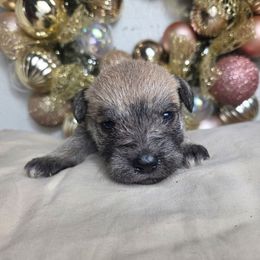 Girl 3 - Salt and pepper female Miniature Schnauzer puppy in Titusville, Florida from Alysha's Grandbabies