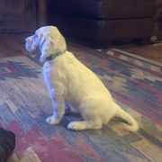 Girl 4 - Orange belton English Setter puppy in Spruce Pine, North Carolina from Violet Hill English Setters