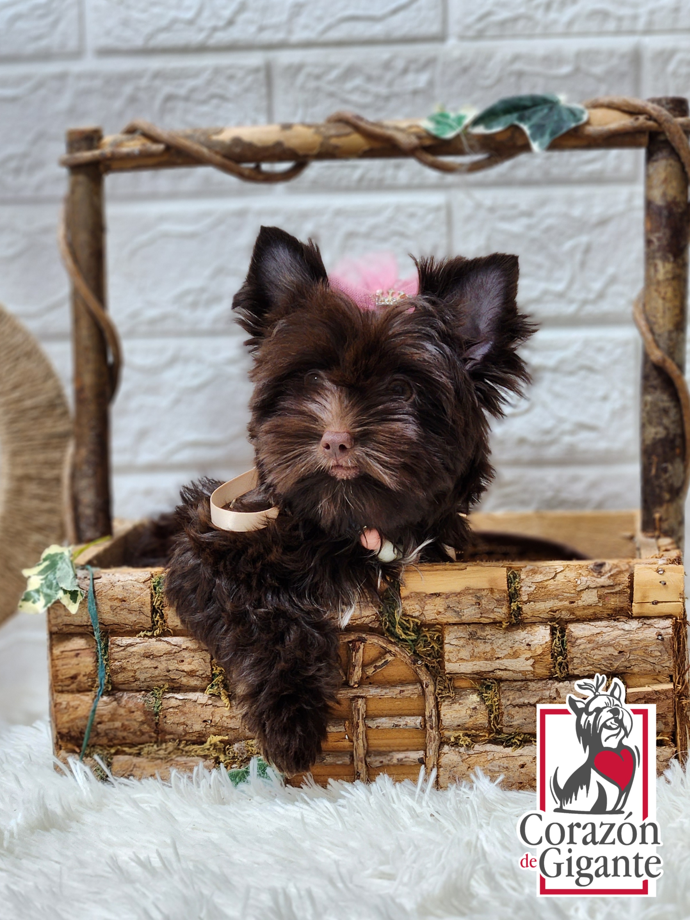 Biewer Terrier and Yorkshire Terrier Puppies from Corazon de gigante