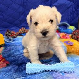 Max - White male Miniature Schnauzer puppy in Comanche, Texas from Circle R
