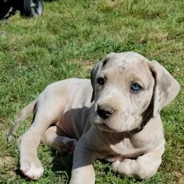 Great Dane Puppies from Big Friendly Great Danes