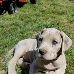 Great Dane Puppies from Big Friendly Great Danes