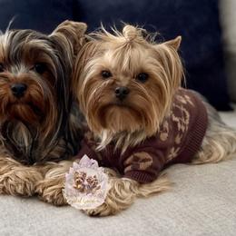 Yorkshire Terrier puppies from Crystal Garden Yorkies