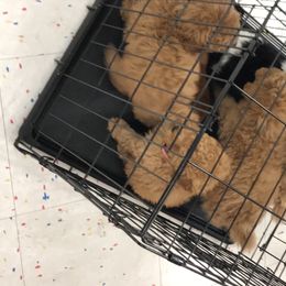 Aussiedoodle, Poodle, and Yorkipoo Puppies from Romano Juarez Puppies
