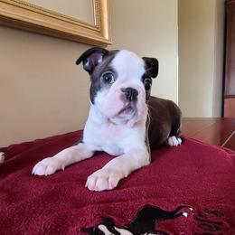 Amore - Seal and white male Boston Terrier puppy in Rogersville, Alabama from Angel's Boston Terriers and French Bulldog