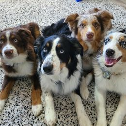 Australian Shepherds from Safe Haven Aussies