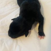 Belle - Tri-color Australian Koolie puppy in West Richland, Washington from KittyHawkKoolies