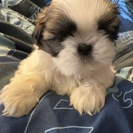 Boy 4 - Gold and white Shih Tzu puppy in Madras, Oregon from Maridee’s ShihTzu