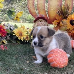 Ziggy girl 1 - White and red female Pembroke Welsh Corgi puppy in Otterville, Missouri from Lynette McMillin McMillin Stony Point Corgis