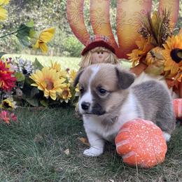 Ziggy girl 1 - White and red female Pembroke Welsh Corgi puppy in Otterville, Missouri from Lynette McMillin McMillin Stony Point Corgis