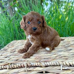 Nina - Red female Cavapoo puppy in Beresford, South Dakota from DAKOTA DOOD RANCH