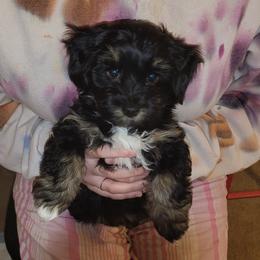 Vivien Leigh - Black brindle female Havanese puppy in Conroe, Texas from Puppies For A Purpose