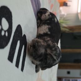 Black and tan dapple boy - Dapple male Dachshund puppy in West Plains, Missouri from Spring Creek Dachshunds