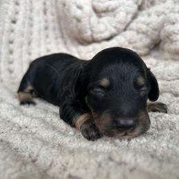 Black And Cream Male - Black and cream male Dachshund puppy in Blackstone, Virginia from Cheyenne's Dachshunds