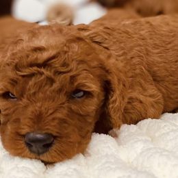 Goldendoodles from My Awesome Rover